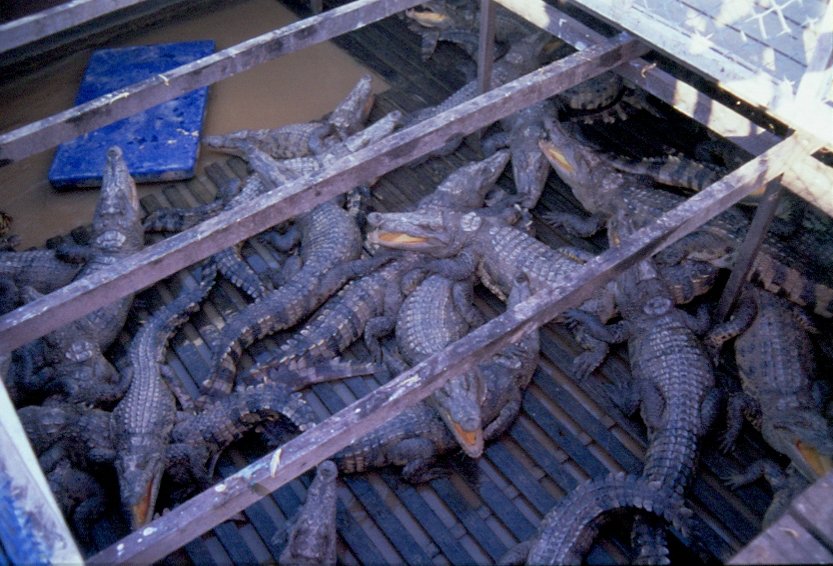 Krokodile in einer Krokodilfarm auf dem Tonle-Sap-See in Kambodscha. Ob diese zu dem Restaurantboot gehren, zu dem es bei einem Ausflug ging, blieb mir verborgen. Mai 2006