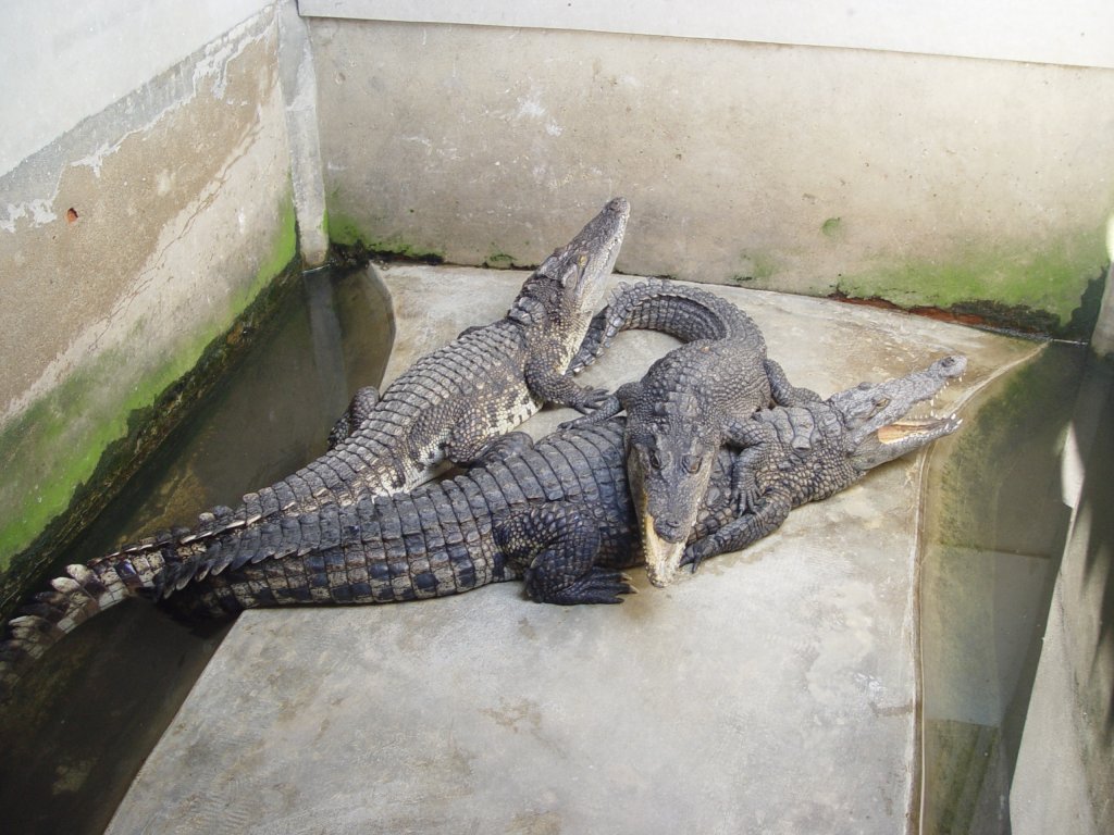 Krokodile in einer Krokodilfarm in Bangkok am 03.10.2006