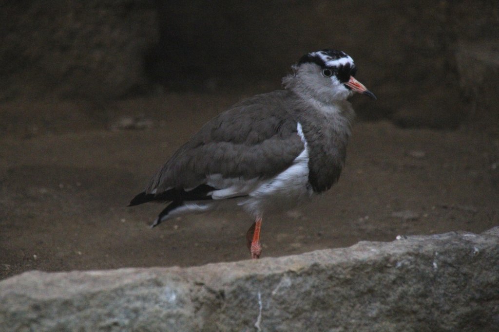 Kronenkiebitz (Vanellus coronatus) am 25.2.2010 im Zoo Berlin.
