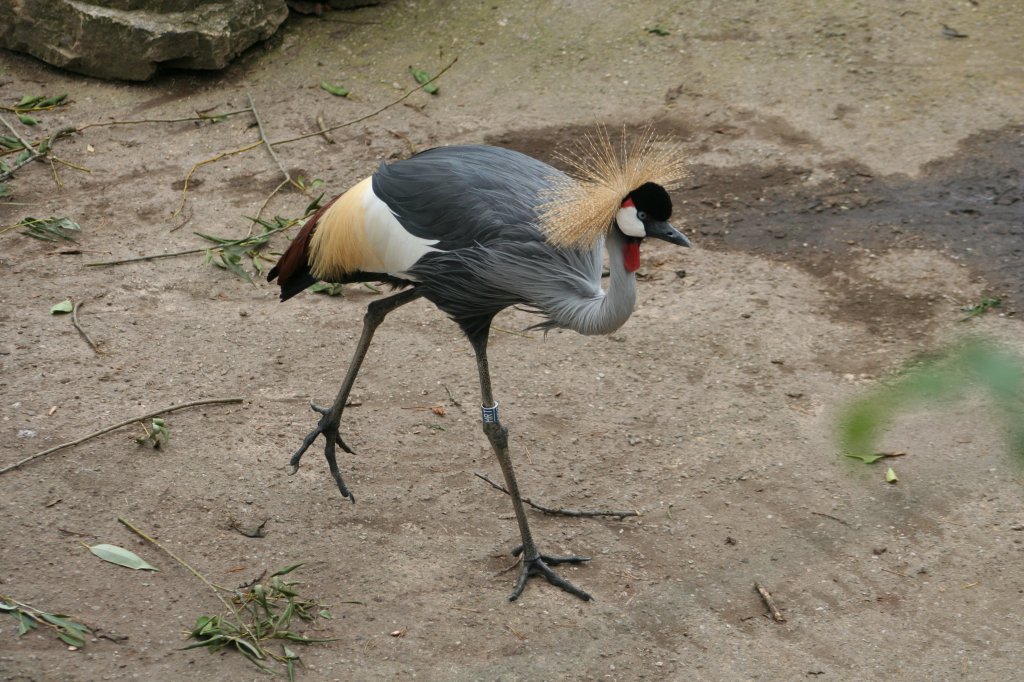 Kronenkranich im Leipziger Zoo am 14.09.2008.