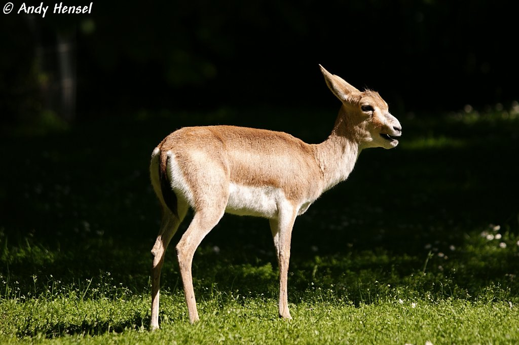 Kropfgazelle