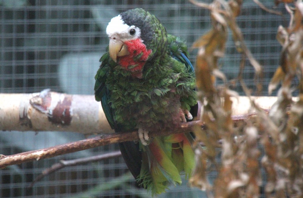 Kuba-Amazone (Amazona leucocephala leucocephala) am 25.2.2010 im Zoo Berlin.