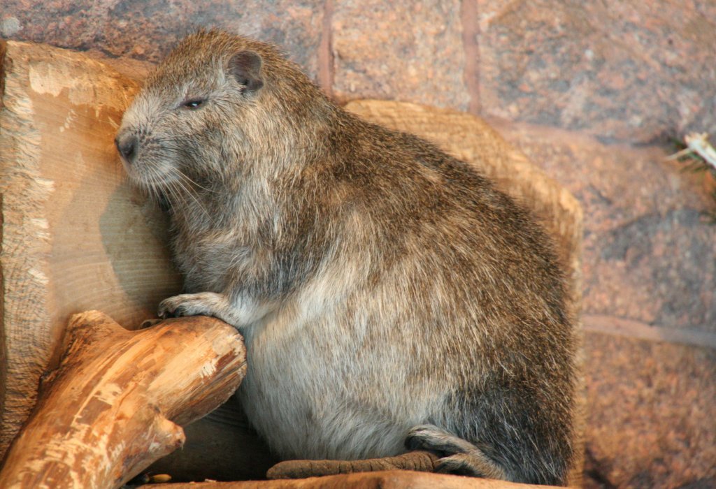 Kuba-Baumratte (Capromys pilorides) am 9.1.2010 im Tierpark Berlin.