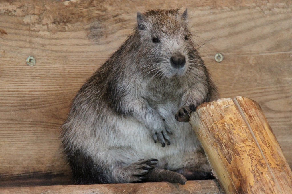 Kuba-Baumratte (Capromys pilorides) im Tierpark Berlin.