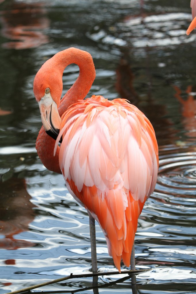 Kuba-Falmingo (Phoenicopterus ruber ruber) beim Putzen.Toronto Zoo am 13.9.2010.