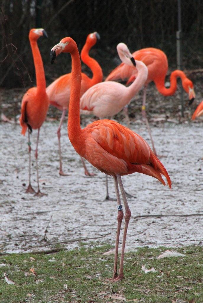 Kuba-Flamingos (Phoenicopterus ruber) im Schnee. Zoo Karlsruhe am 9.2.2010. Diese Flamingos sind eine Unterart des Rosaflamingos.