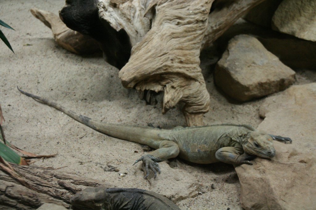 Kubanischer Wirtelschwanzleguan (Cyclura nubila nubila) am 12.12.2009 im Zoo-Aquarium Berlin.