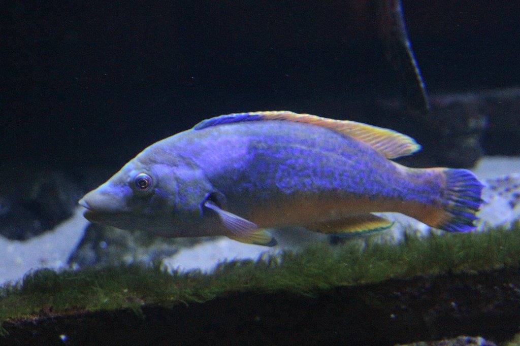 Kuckuckslippfisch (Labrus bimaculatus) am 12.3.2010 im Zooaquarium Berlin.