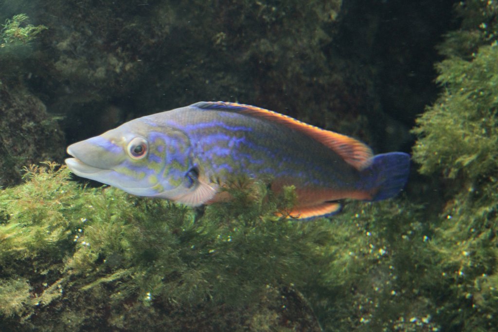 Kuckuckslippfisch (Labrus mixtus) am 19.3.2010 im Zooaquarium Basel.