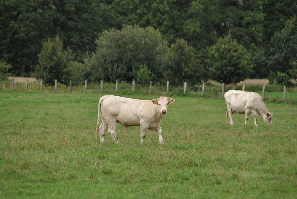 Khe auf einer Weide, beim Steinwedel, am 16.08.2010.