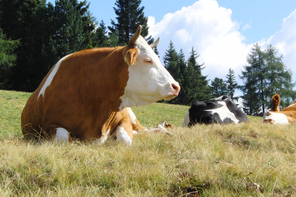 Khe whrend der Mittagsruhe ( Sdtirol, September 2010)