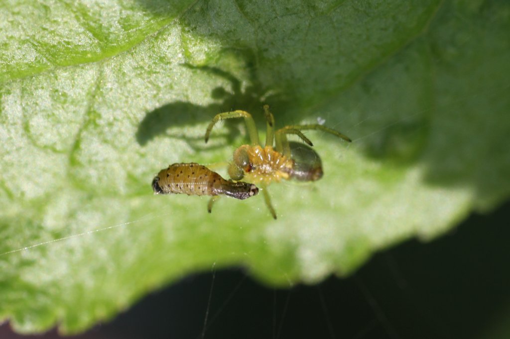 Krbisspinne (Araniella cucurbitina) beim Fressen einer Marienkferlarve. 21.5.2010 bei Groheringen.