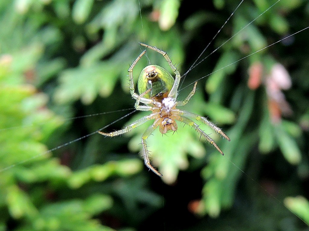 Krbisspinne (Araniella cucurbitina) beim Netzbau; 130616