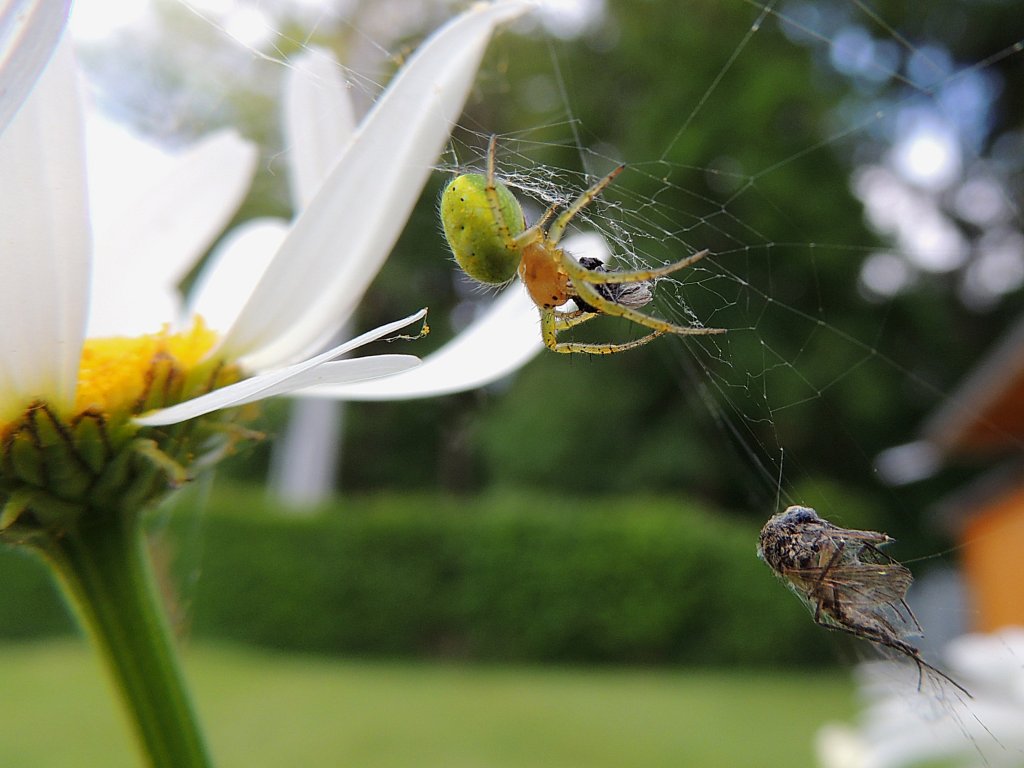 Krbisspinne (Araniella cucurbitina) hat fette Beute in ihrem Netzwerk; 120526