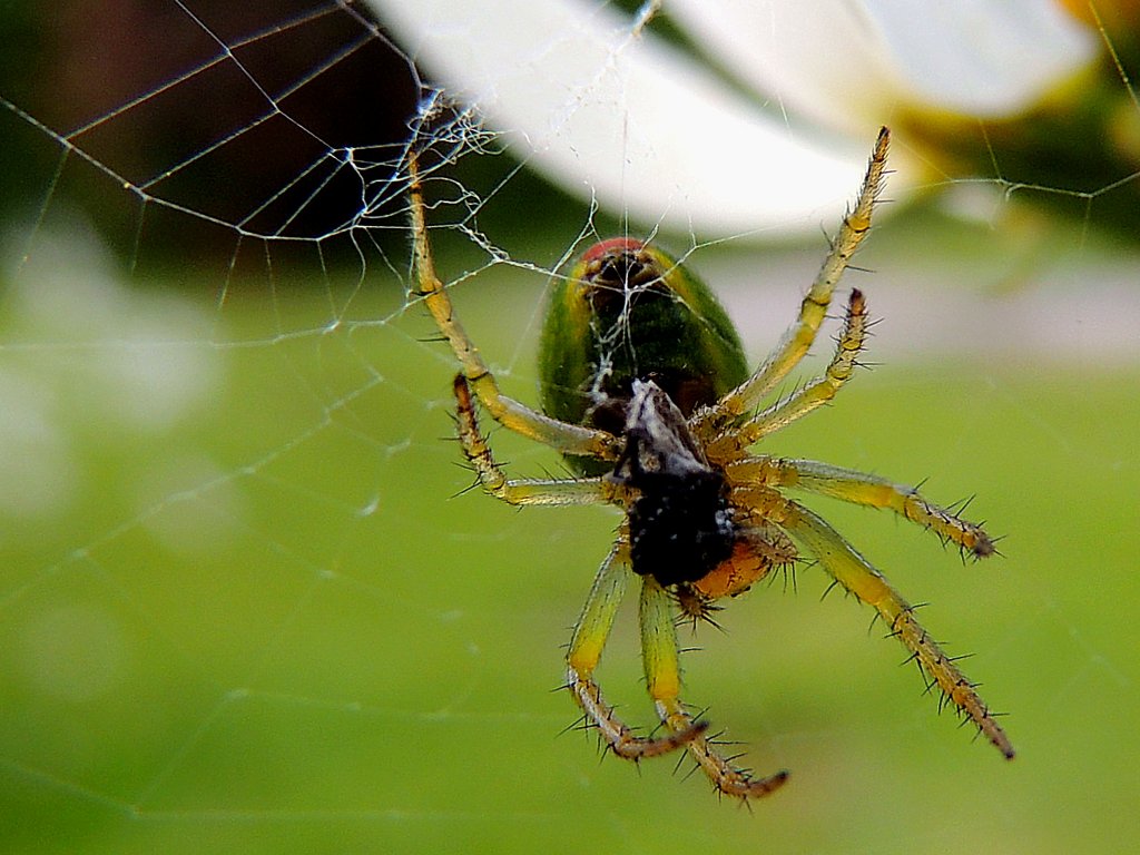 Krbisspinne (Araniella cucurbitina) macht sich ber einen Teil seiner Beute her; 120526