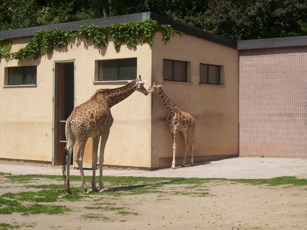  Kssende  Giraffen in Erfurt