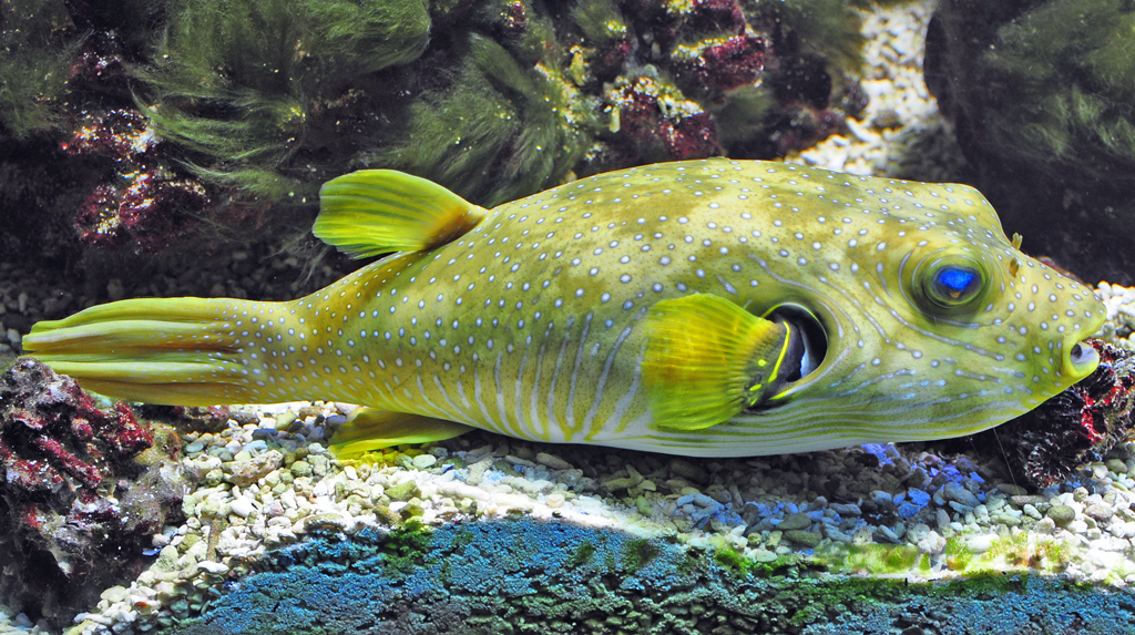 Kugelfisch im Aquarium Kln - 03.08.2010