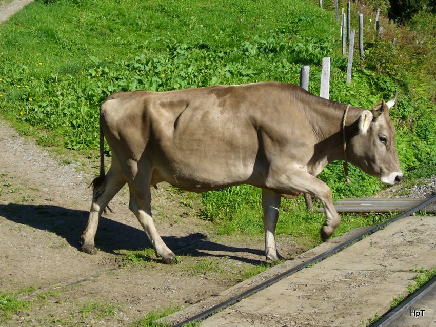 Kuh mit Bahnbergang in Grtschalp am 02.09.2007