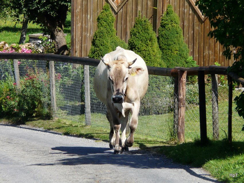 Kuh unterwegs auf der Strasse in Heiden am 16.08.2009