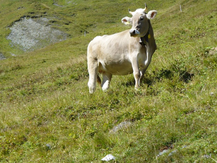 Kuh in den Urner Alpen am 08.09.2007
