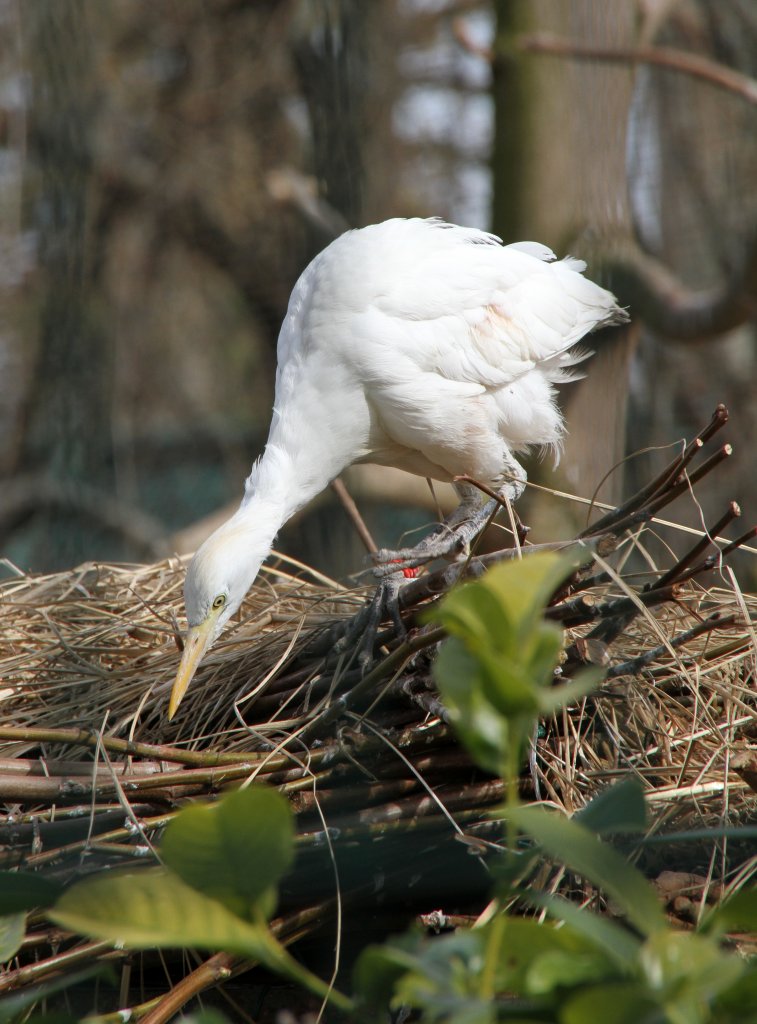 Kuhreiher (Bubulcus ibis) auf einem Nest in der Orangerie. Strasbourg am 18.3.2010.