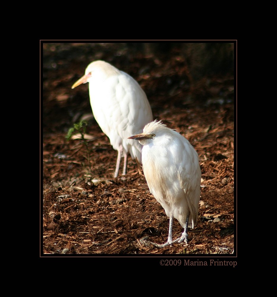 Kuhreiher (Bubulcus ibis) - Fotografiert im Grugapark Essen