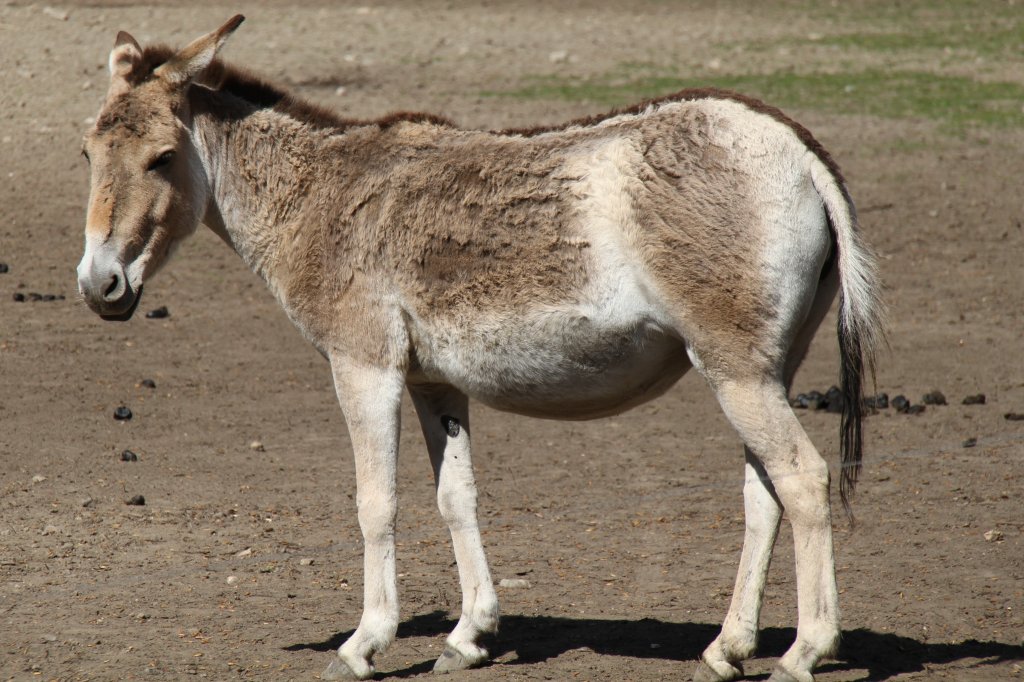 Kulan (Equus hemionus kulan) im Tierpark Berlin.