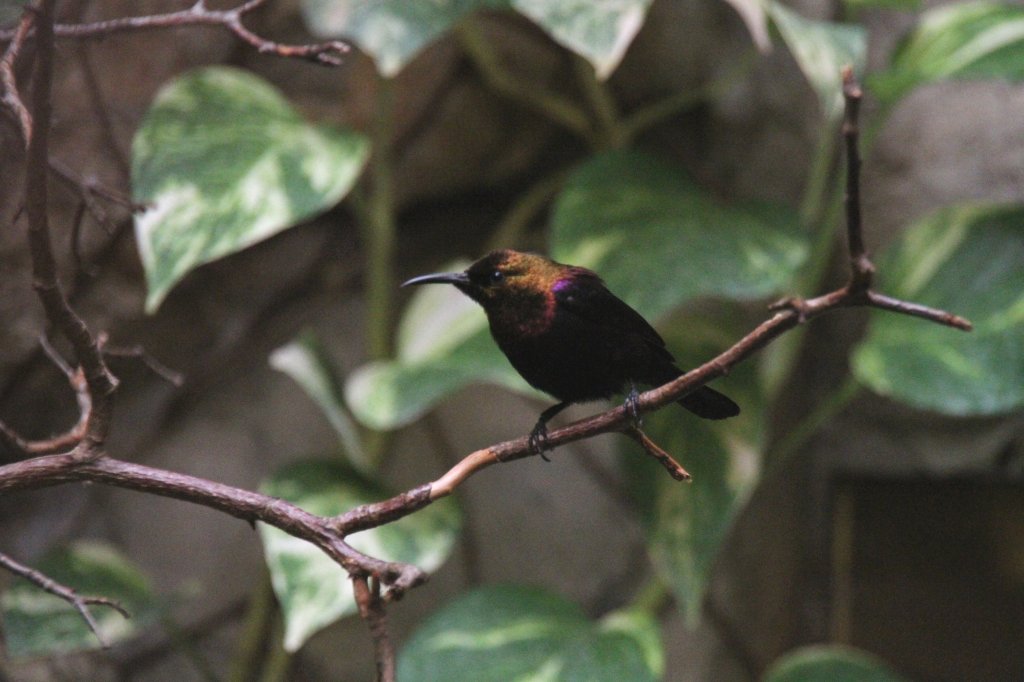 Kupfernektarvogel (Cinnyris cupreus) posiert auf einem Ast. Zoo Berlin am 25.2.2010.