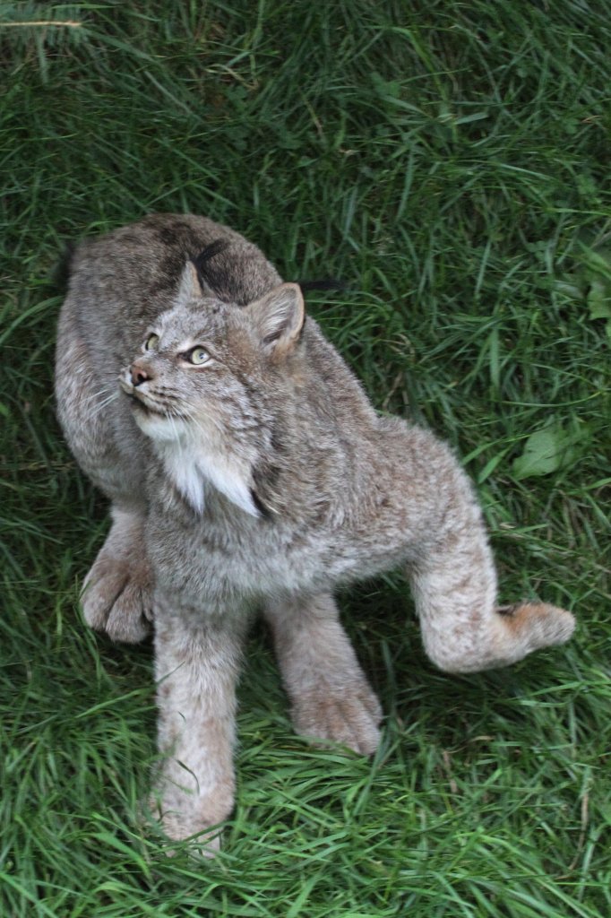 Kurz vor dem Sprung. Kanadischer Luchs (Lynx canadensis) am 18.9.2010 im Zoo Sauvage de Saint-Flicien,QC.