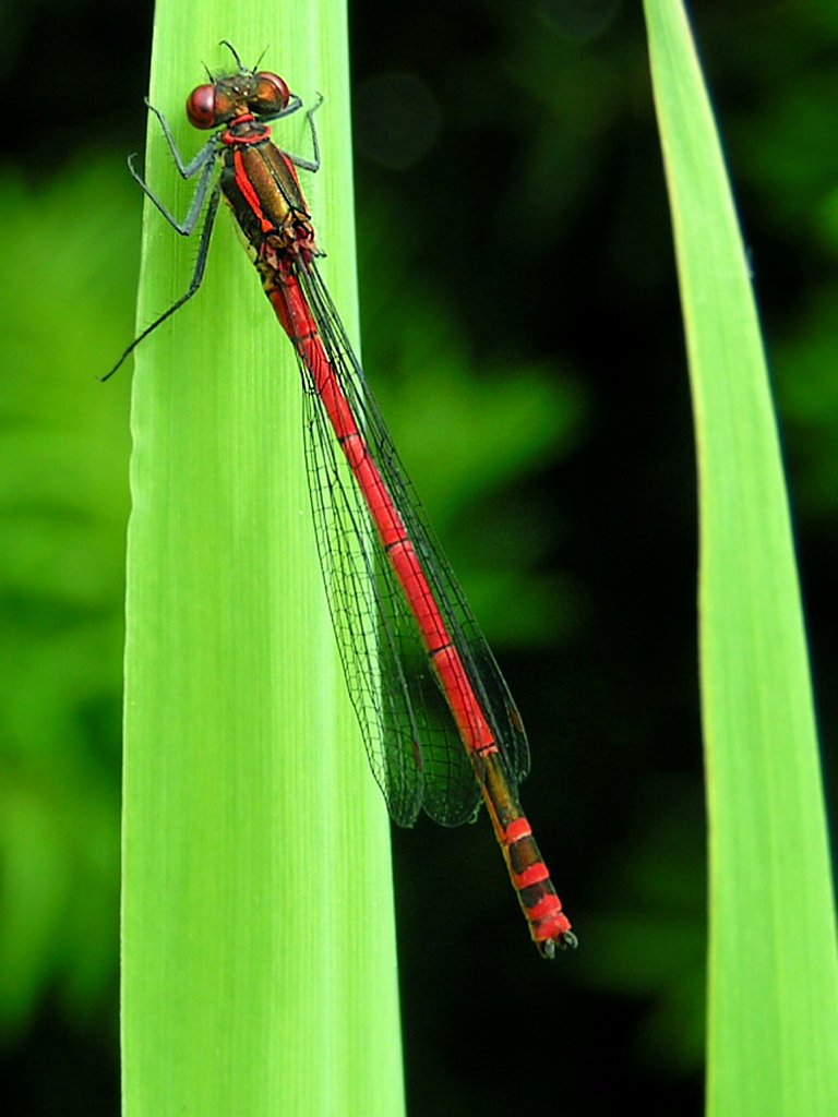 Kurze Pause fr die rote Libelle am Teichlilienblatt;060607