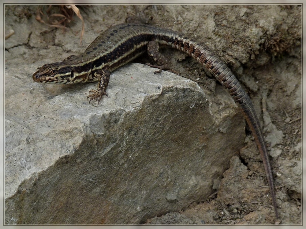 Kurze Zeit spter hat die Mauereidechse sich aus der Trockenmauer heraus getraut. 17.04.2011 (Jeanny)