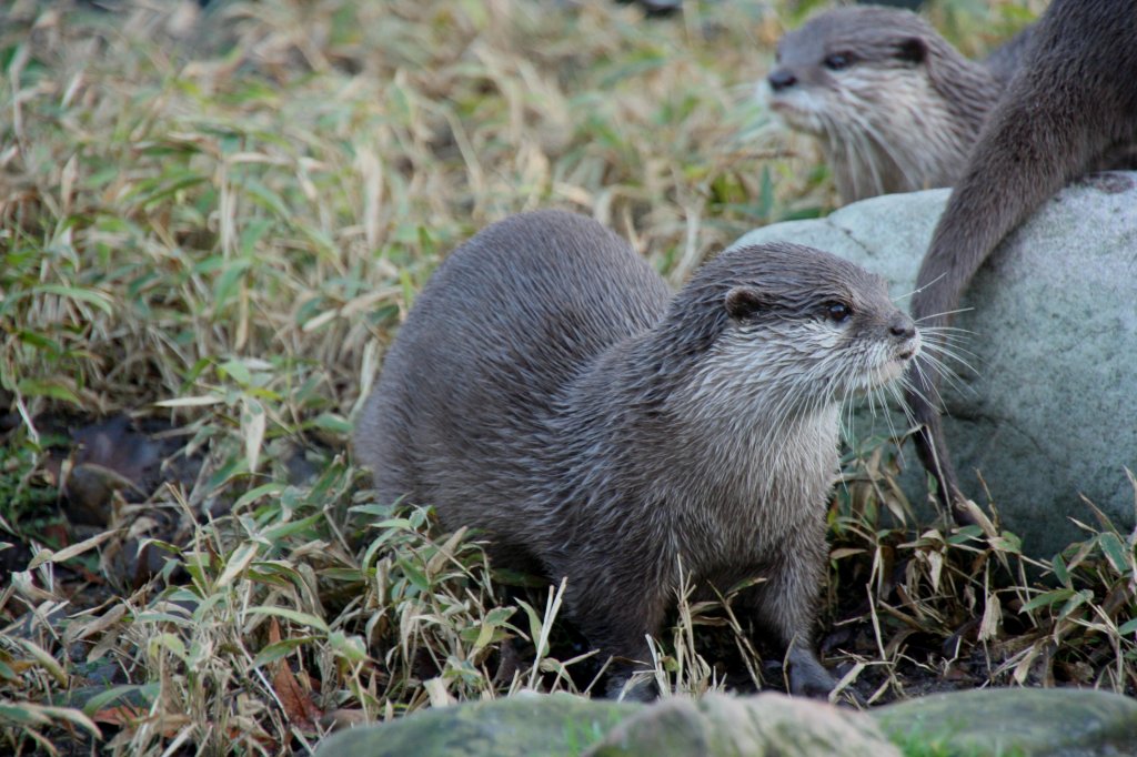 Kurzkrallenotter (Amblonyx cinerea) am 7.12.2009 im Zoo Dresden.