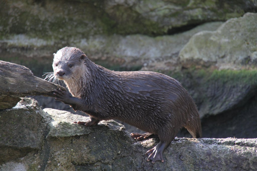 Kurzkrallenotter (Aonyx cinerea) am 11.3.2010 im Zoo Berlin. 