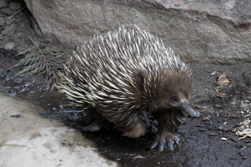 Kurzschnabeligel (Tachyglossus aculeatus) am 25.9.2010 im Toronto Zoo.