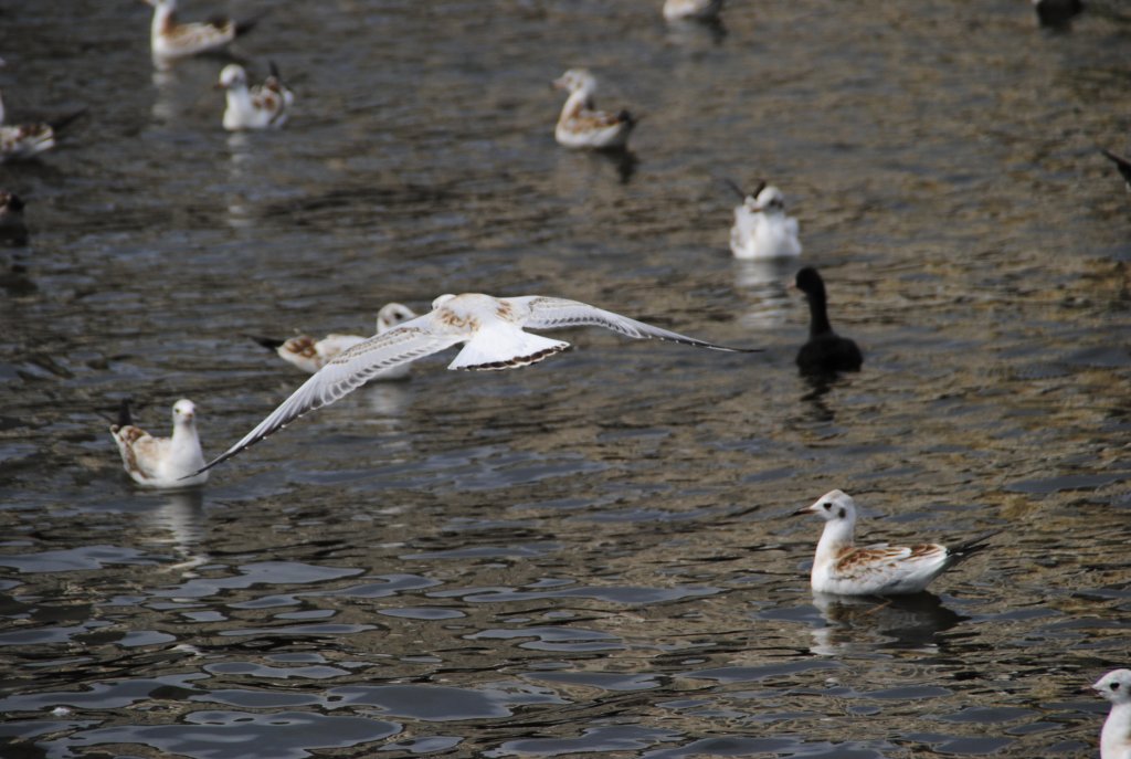 Lachmve beim Flug im Hamburg, am 01.08.2010.