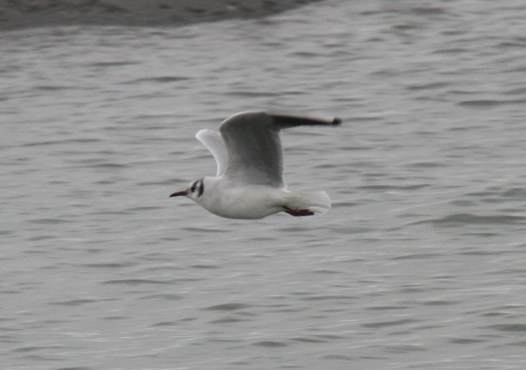 Lachmwe Jonatan (Larus ridibundus) enrkundet den Oberrhein am 12.2.2010.
