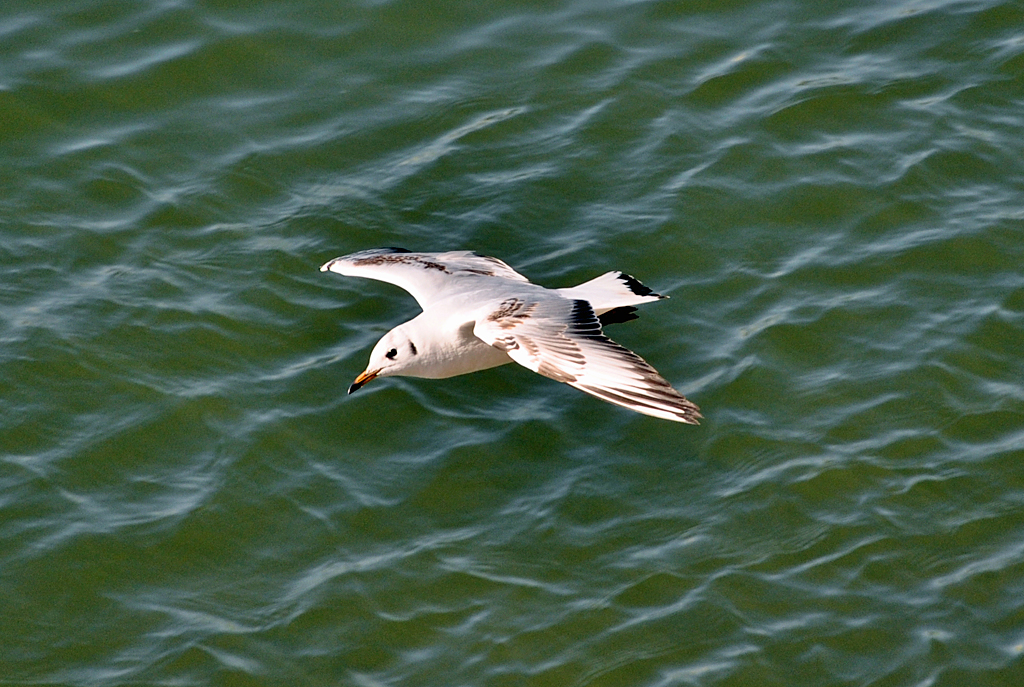 Lachmwe im Segelflug ber dem Rhein in Bonn-Beuel - 04.03.2013