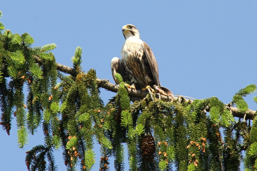 Laggarfalke (Falco jugger) am 4.6.2010 im Vogelpark Steinen.