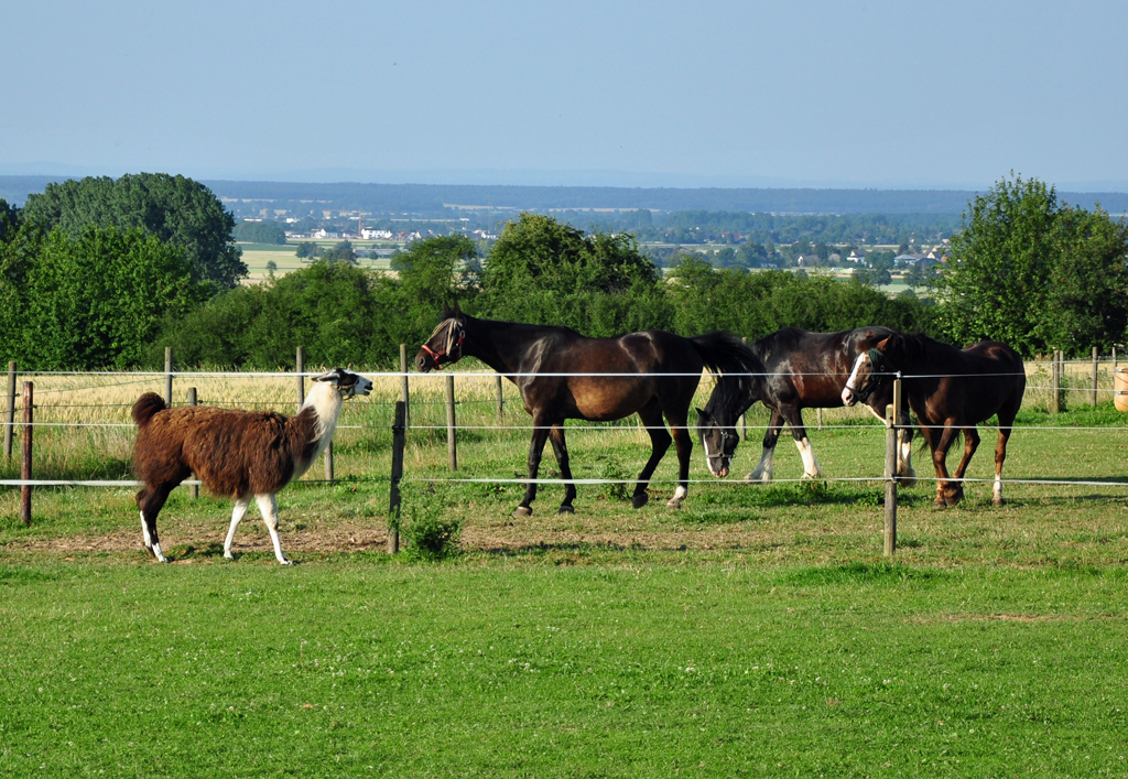 Lama im  Clinch  mit den Pferden auf der Nachbarkoppel - 27.06.2011