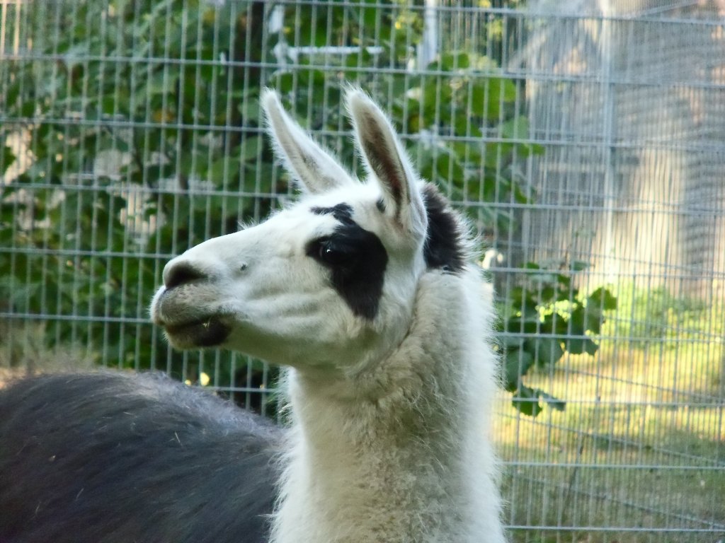 Lama in Zeulenroda. Foto 14.09.2012