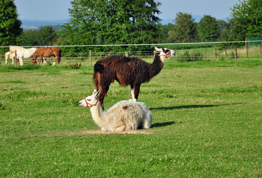 Lamas auf einer Weide bei Euskirchen - 27.06.2011