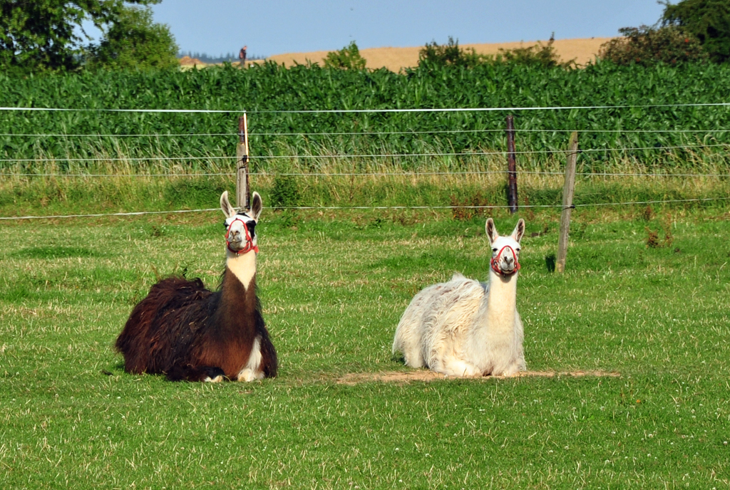 Lama`s auf einer Weide in Euskirchen-Stotzheim - 27.06.2011

