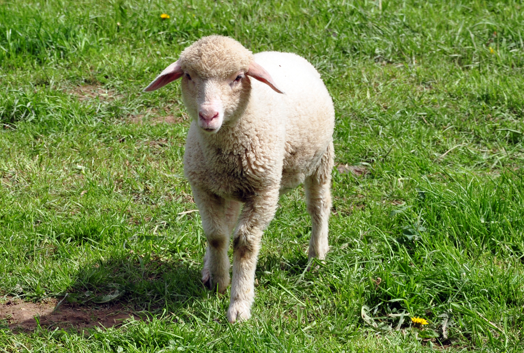 Lamm auf einer Weide an der Steinbachtalsperre - 04.05.2012