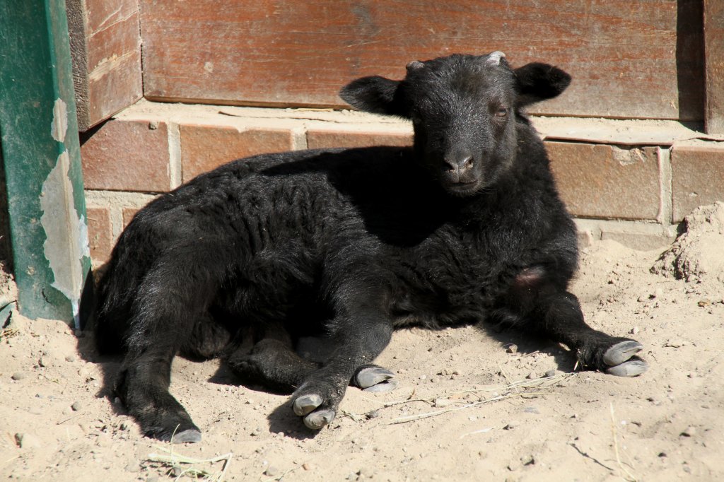 Lamm einer Grau gehrnten Heidschnucke am 18.4.2010 im Tierpark Berlin.