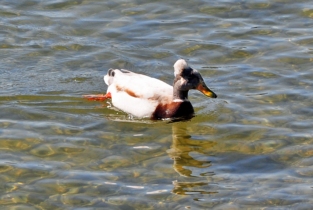 Landente am Chiemsee - 27.04.2012