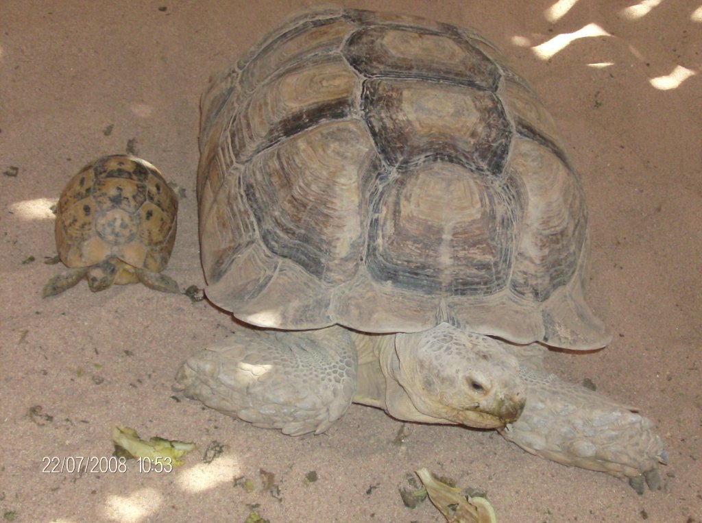 Landschildkrten auf der Tour in gypthen 07.22.2008