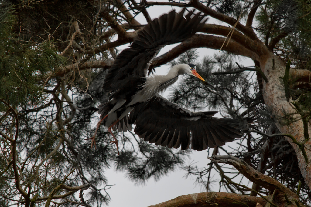 Landung im Gest, gesehen in der Graureierkolonie, nahe des Tierparks Ueckermnde. - 08.04.20012