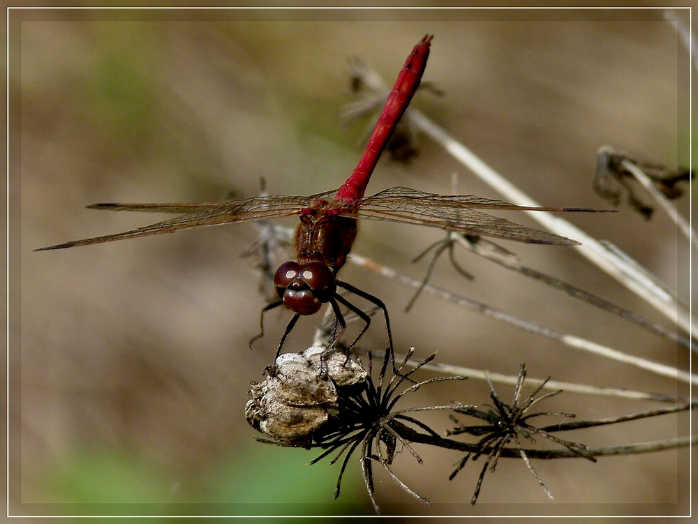 Landung einer Libelle auf einer vertrockneten Blte. 03.09.2011
