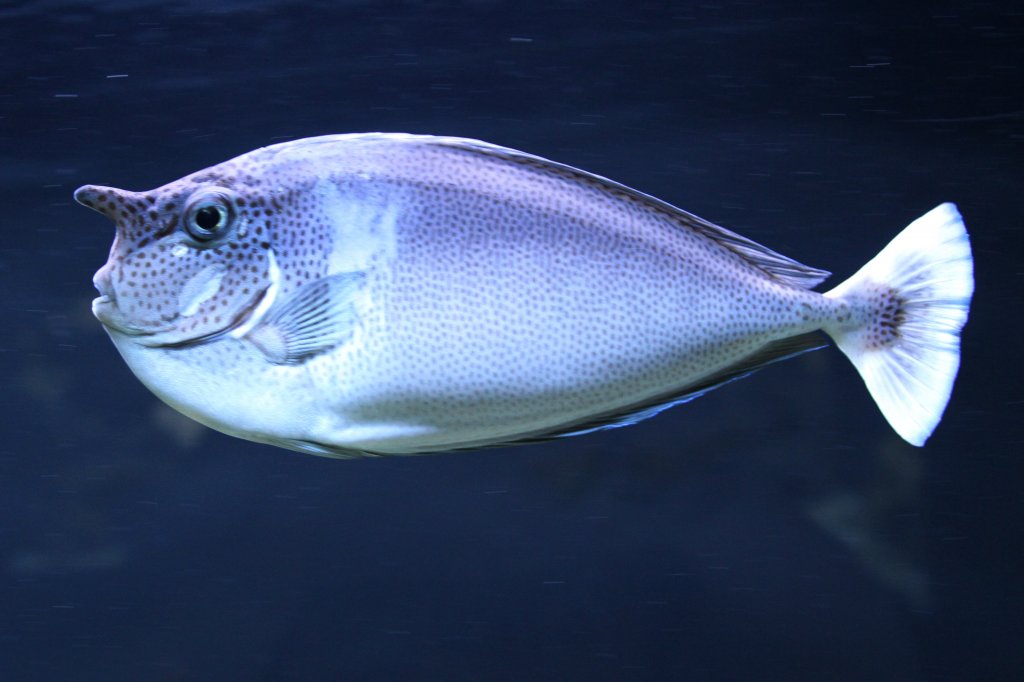 Langnasen-Nasendoktorfisch (Naso brevirostris) am 23.4.2010 im Meeresaquarium Zella-Mehlis.