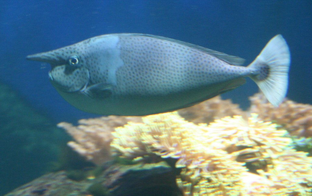 Langnasen-Nasendoktorfisch (Naso brevirostris) im Aquaria Vattenmuseum im Djurgrden von Stockholm